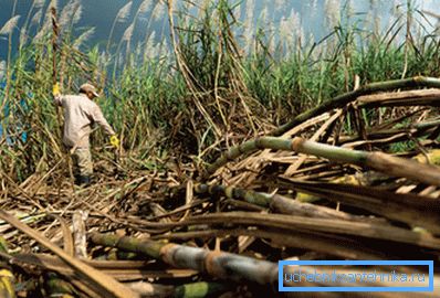 Le Brésil est le plus grand pays producteur d'éthanol de canne à sucre.
