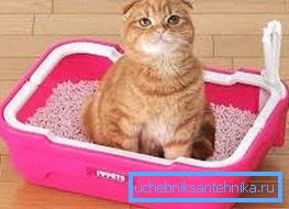 Si le chaton marche avec confiance dans le plateau, vous pouvez commencer à former une nouvelle compétence.
