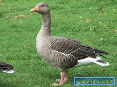 Oie cherche un lac souterrain Oie cherche un lac souterrain