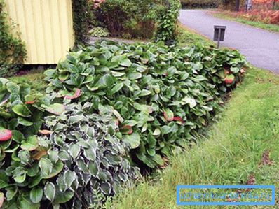 1207 Utilisation de plantes