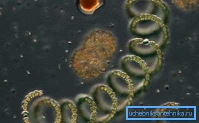 Une goutte au microscope: la photo montre de simples algues et micro-organismes Une goutte au microscope: la photo montre de simples algues et micro-organismes