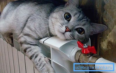 Le chat est chauffé sur un radiateur en aluminium Le chat est chauffé sur un radiateur en aluminium