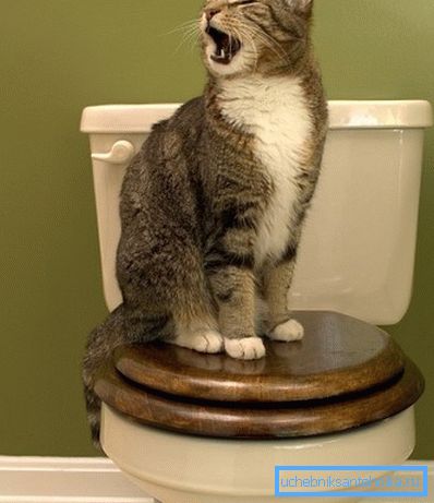 Le chat va aux toilettes seul, il faut le comprendre.
