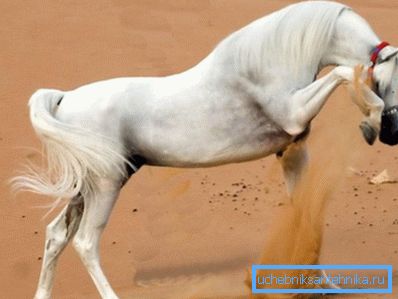 Le cheval sent l'humidité Le cheval sent l'humidité