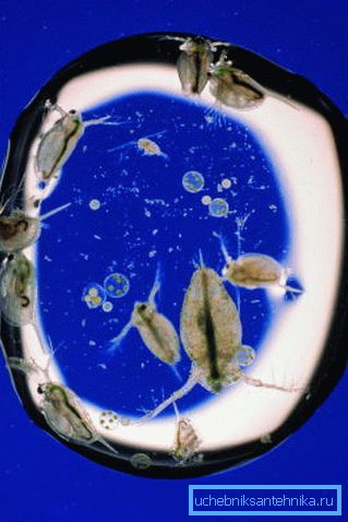 Microorganismes dans une goutte d'eau au microscope. Microorganismes dans une goutte d'eau au microscope.