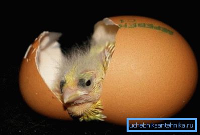Sur la photo - la conclusion du poulet Sur la photo - la conclusion du poulet