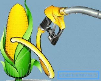 Le maïs est considéré aujourd'hui comme la culture la plus prometteuse pour les biocarburants.