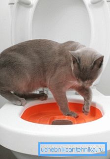 Comment apprendre un chat à la toilette: se débarrasser du