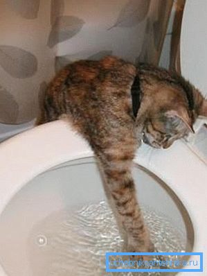 Certains chats sont intrigués par le drainage de l'eau. Certains chats sont intrigués par le drainage de l'eau.