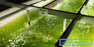 Production de biocarburants à partir d'algues