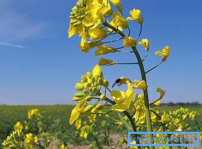 Les graines de canola sont riches en huile végétale, utilisée pour la fabrication de biocarburants