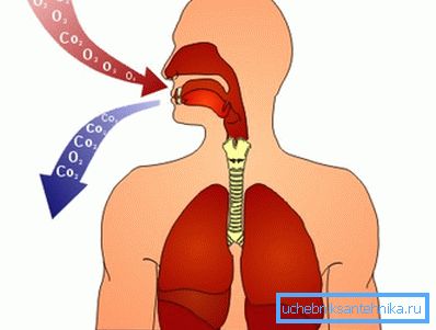 Modèle de respiration humaine Modèle de respiration humaine