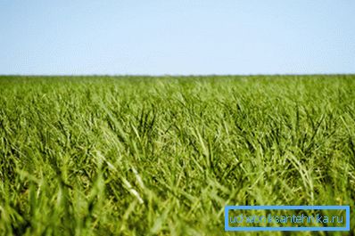 La matière première pour la production de biocarburants est organique La matière première pour la production de biocarburants est organique