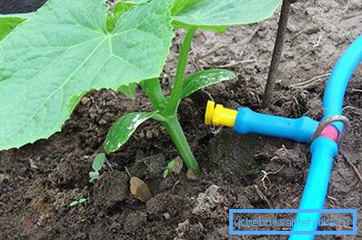 Alimentation en eau pour irrigation goutte à goutte Alimentation en eau pour irrigation goutte à goutte