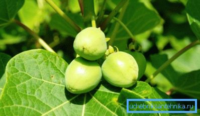 Jatropha - une plante potentielle pour les biocarburants